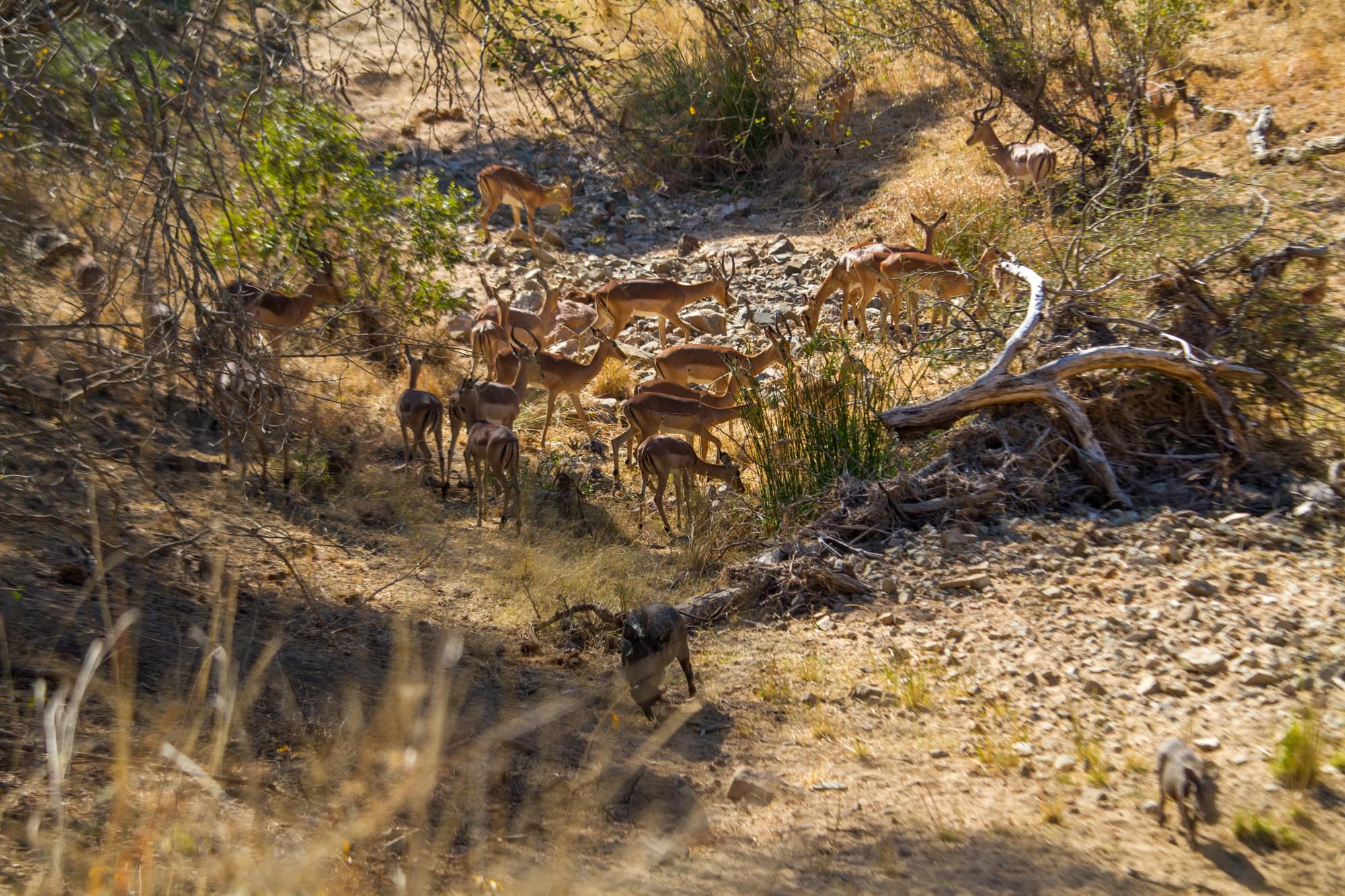 20120727   Sudafrica 0088